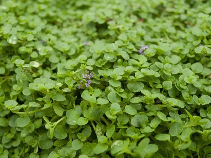 Corsican Mini Mint Seeds – Heirloom, Non-GMO, High Germination Organic Garden Seeds