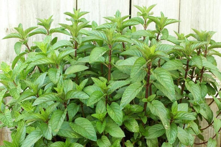 Green Lemon Mint Plant Seeds – Heirloom, Non-GMO, High Germination Seeds