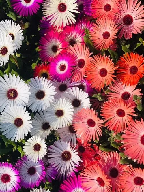 Mesembry Flower Seeds – Heirloom, Non-GMO, High Germination Seeds