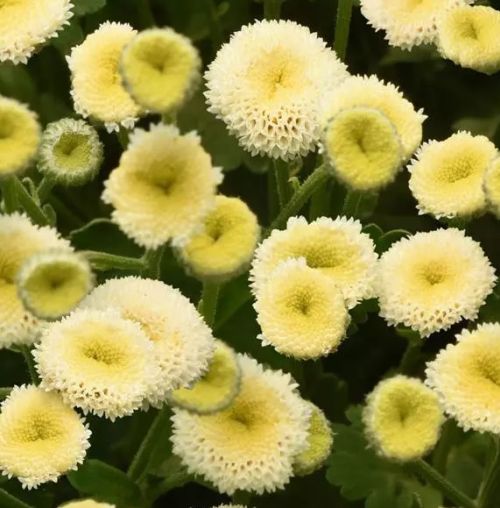 matricaria vegmo flower seeds