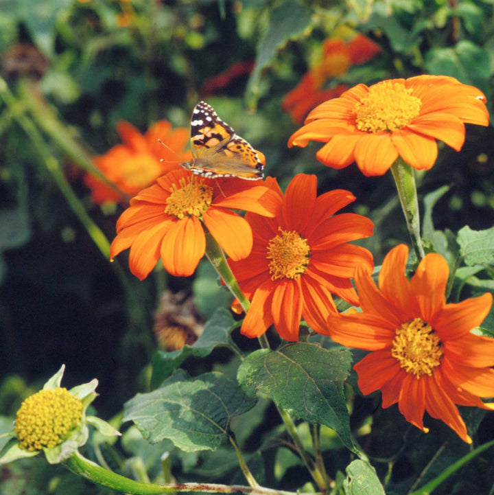 Orange Tithonia Torch Flower Seeds – Heirloom, Non-GMO Seeds