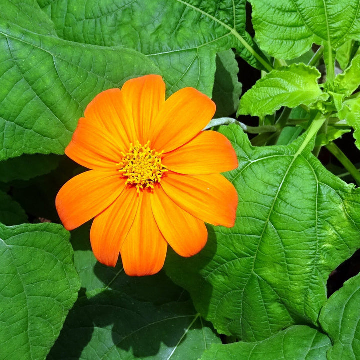 Orange Tithonia Flower Seeds – Heirloom, Non-GMO, High Germination Seeds
