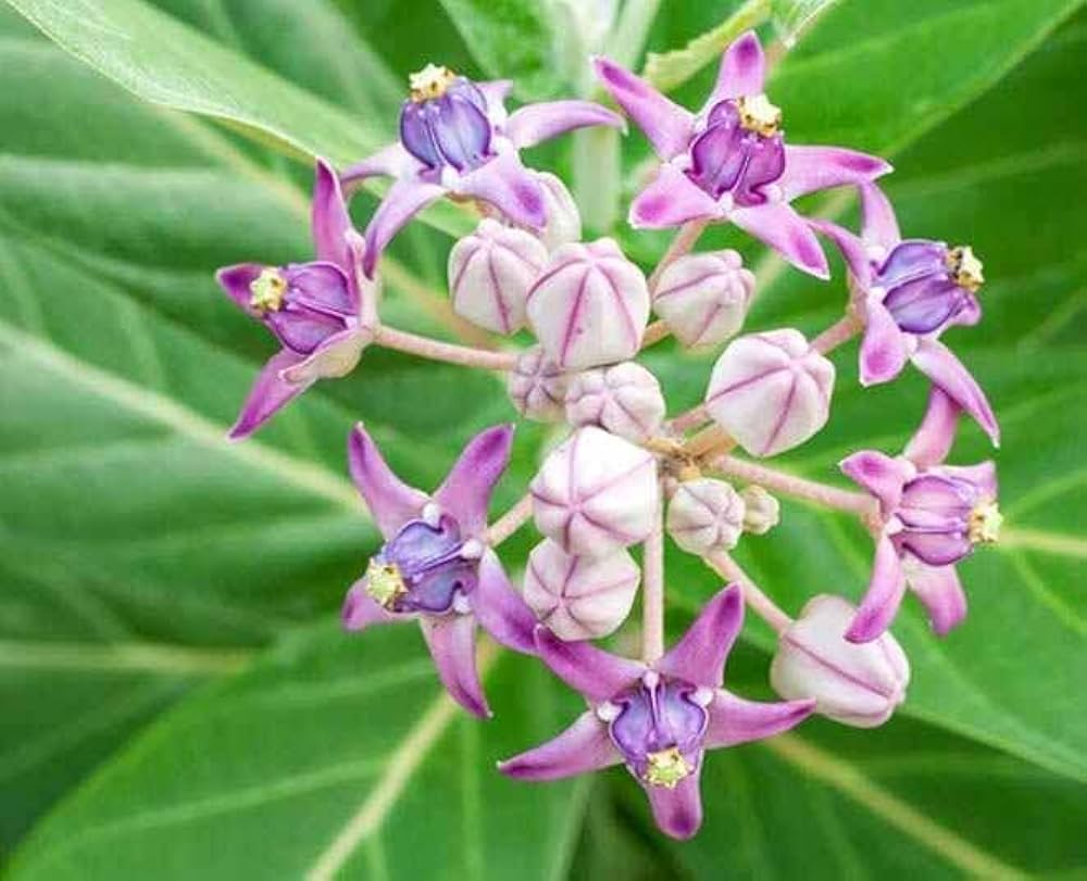 purple milkweed flower seeds