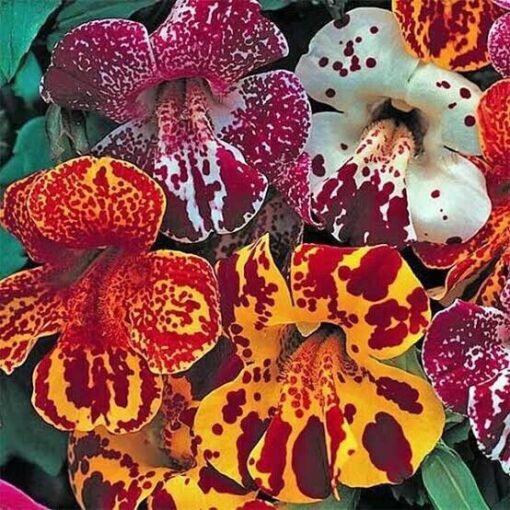 mimulus magic flower seeds