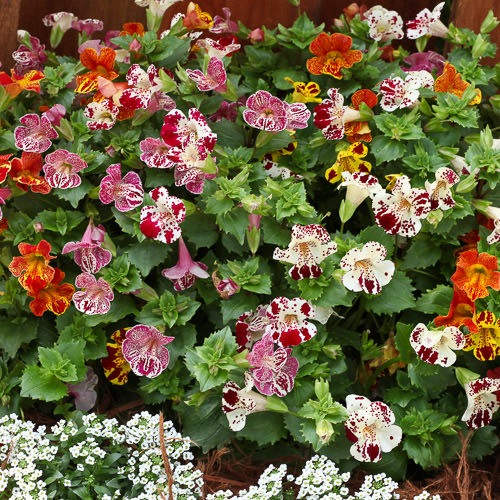 Mixed Mimulus Flower Seeds – Heirloom Non-GMO High Germination Seeds