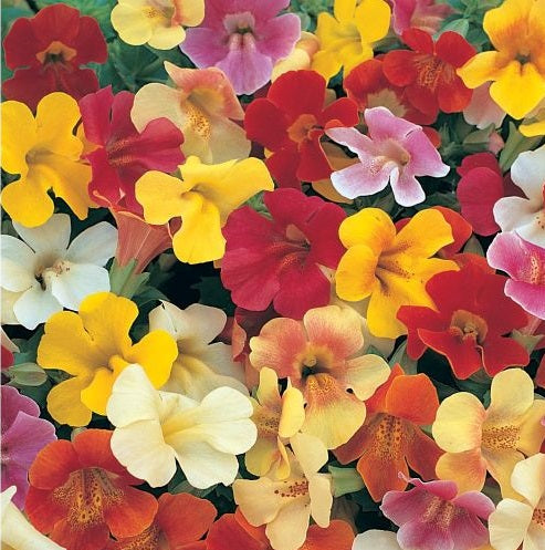 mimulusfimportedheirloomnongmohighgerminationorganicgarden flower seeds