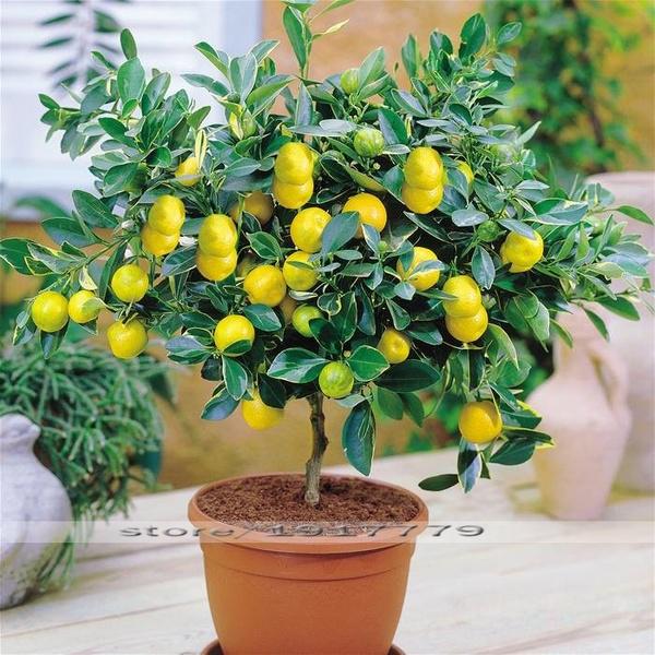 mini bonsai flower seeds