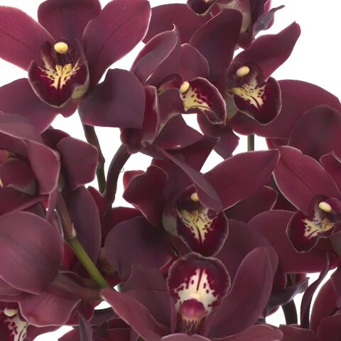 Brown Cymbidium Flower Seeds – Heirloom, Non-GMO, High Germination Seeds