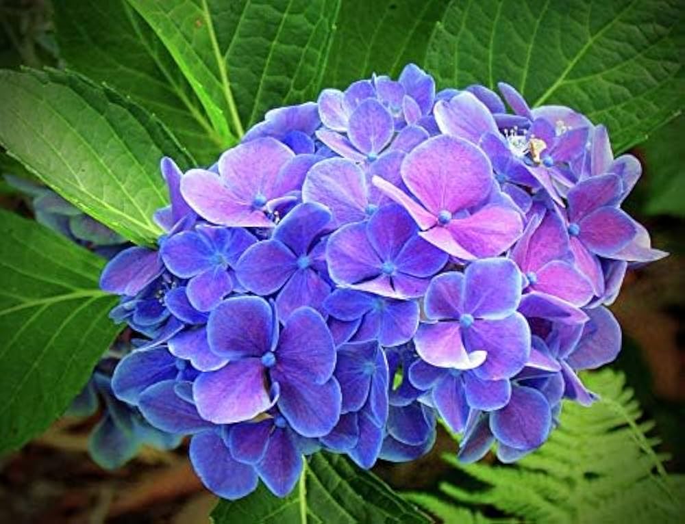 mini hydrangea flower seeds