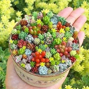 mini rainbow flower seeds
