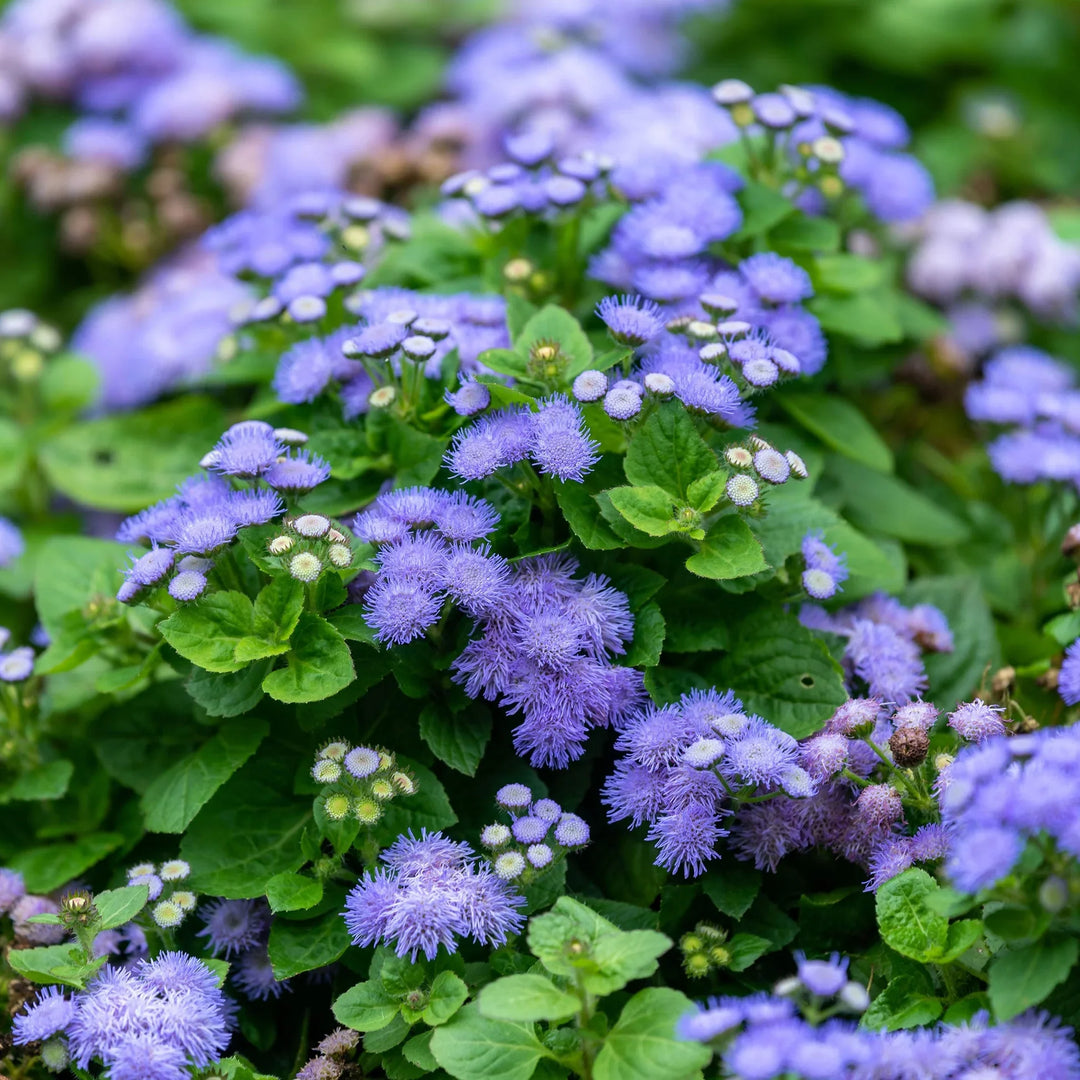 Mint Ageratum herb seeds