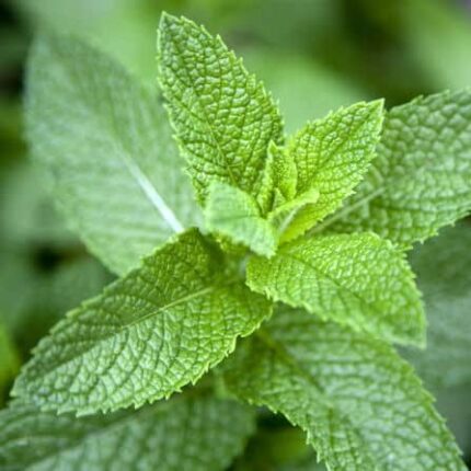 Apple Mint Herb Seeds for Planting – Heirloom Non-GMO High Germination Seeds