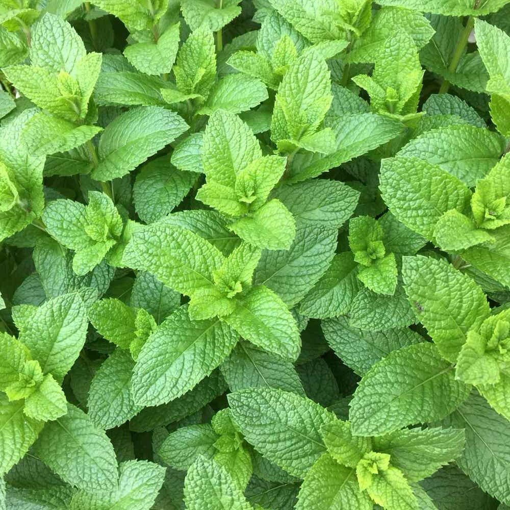 Green Mint herb seeds