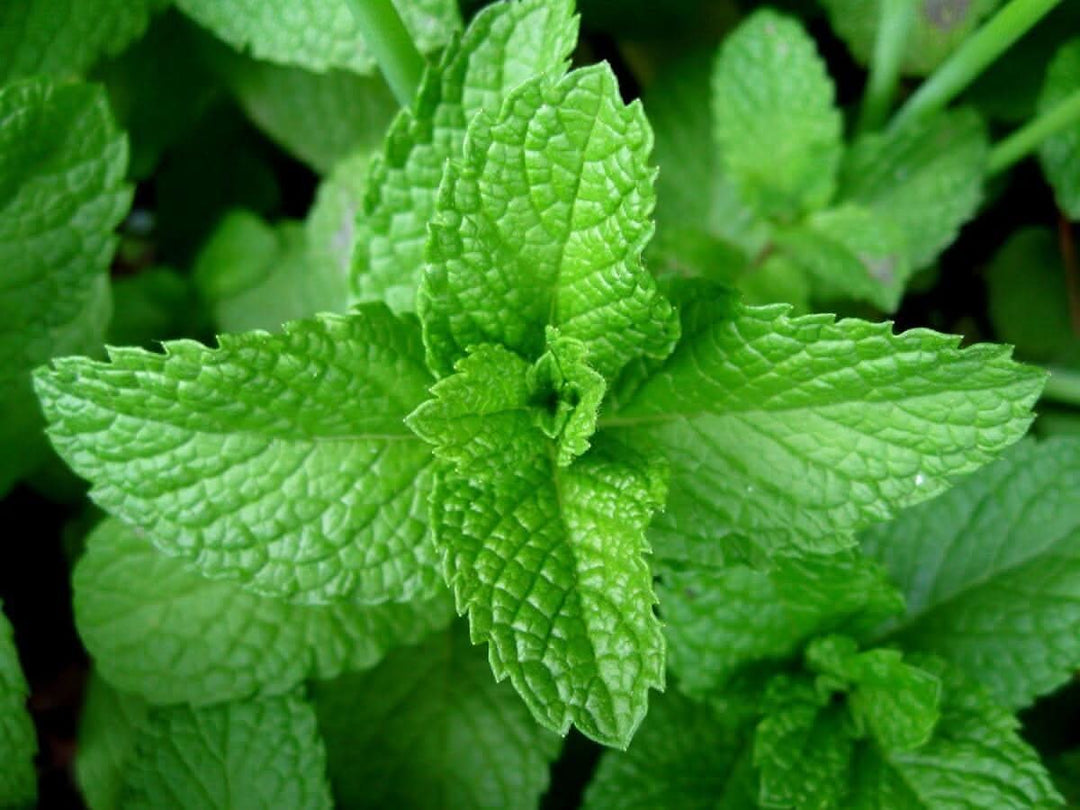 Mint Vegetable herb seeds