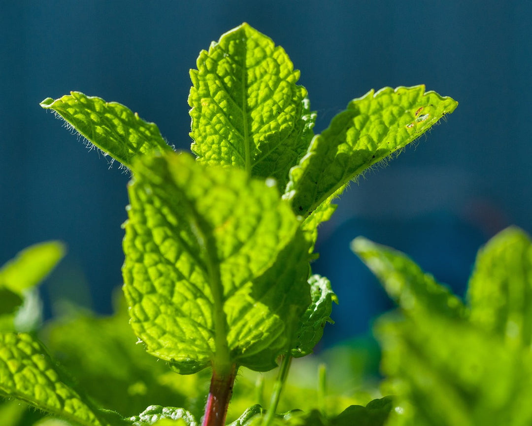 Orange Mint herb seeds