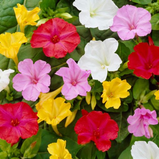 mirabilis four flower seeds