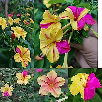 mirabilisredyellowfouroclockopenpollinatedheirloomnongmohighgerminationorganicgarden flower seeds