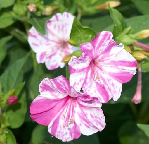 mirabilispinkwhitefouroclockheirloomnongmohighgerminationorganicgarden flower seeds