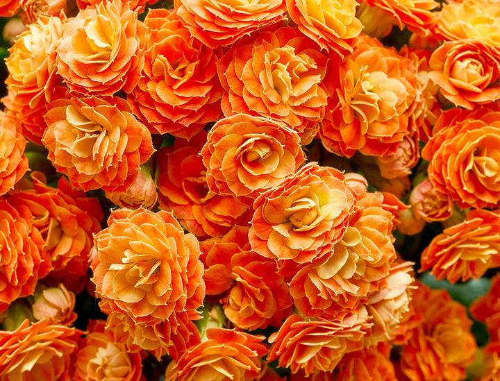 Orange Eustoma Flower Seeds – Heirloom, Non-GMO, High Germination Seeds