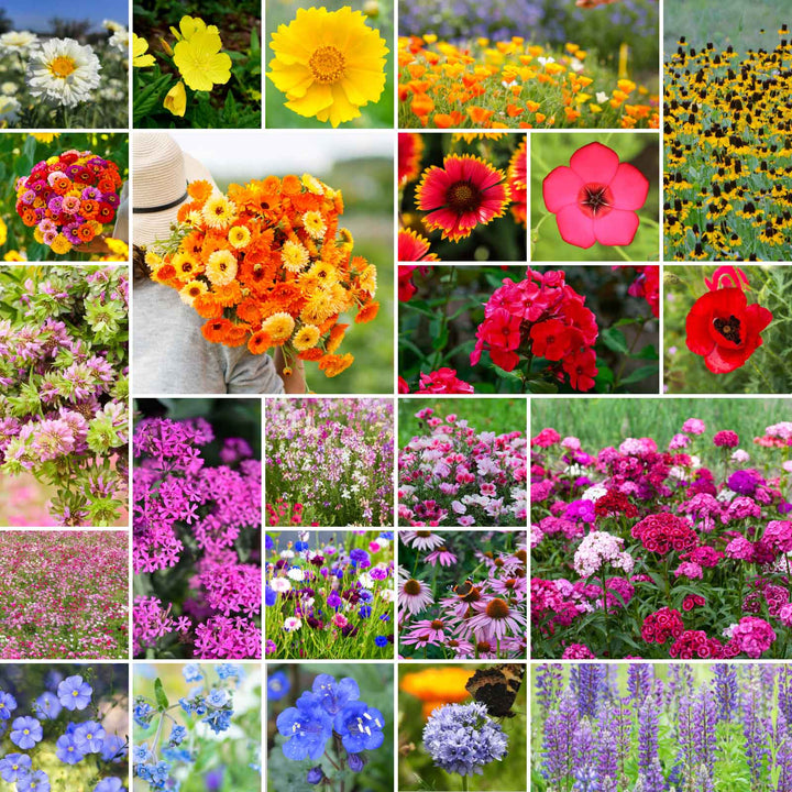 wildflower bulk flower seeds