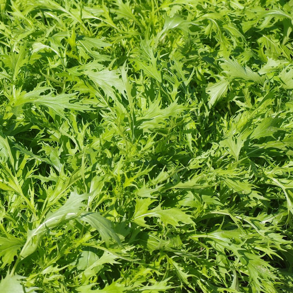 Lime Streaks Mizuna Mustard Seeds for Planting – Heirloom Non-GMO High Germination Organic Garden Seeds