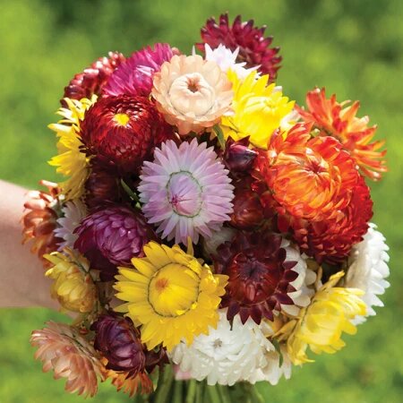 Helichrysum Flower Seeds Mixed – Heirloom, Non-GMO, High Germination Seeds
