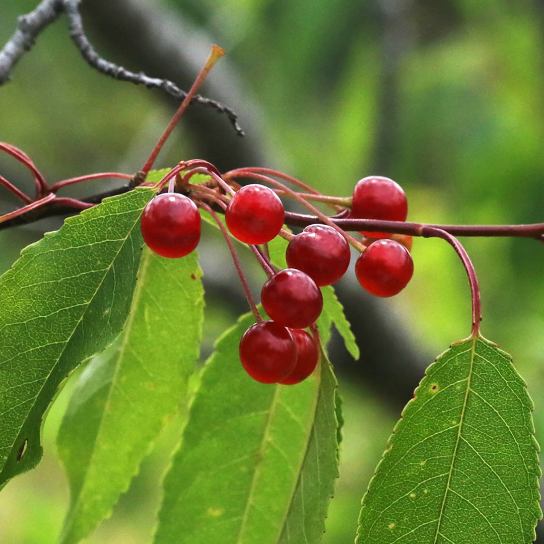 pin cherry flower seeds
