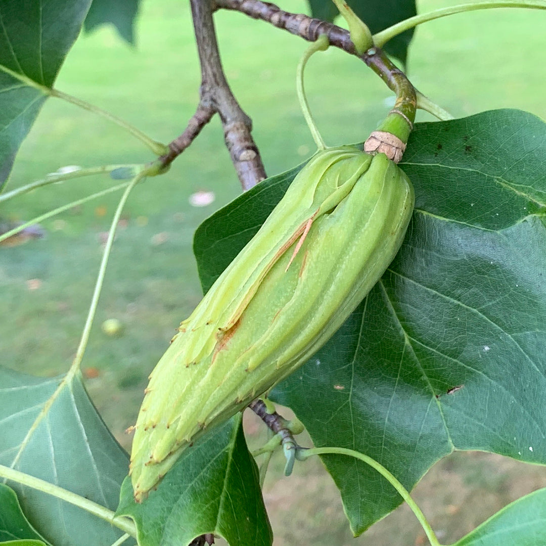 Green Tulip Tree Seeds – Heirloom, Non-GMO, High Germination Seeds for Planting
