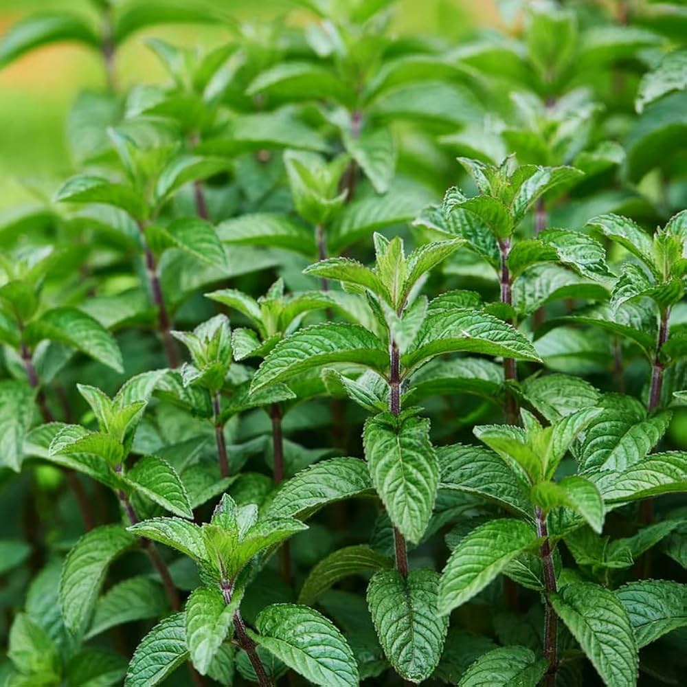 mojito mint flower seeds