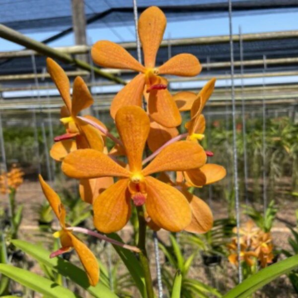 Orange Blooming Giant Orchid Flower Seeds – Heirloom, Non-GMO, High Germination Organic Garden Seeds