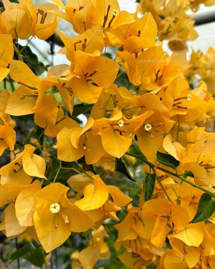 Yellow Bougainvillea Flower Seeds Heirloom Non-GMO High Germination Organic Garden Seeds for Planting