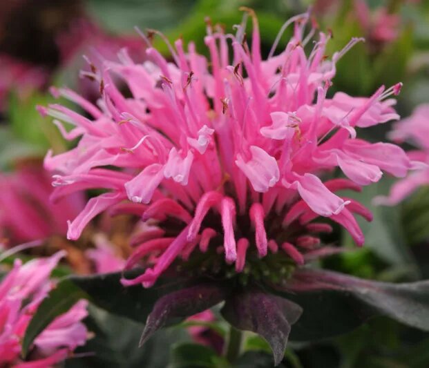 Indianernessel Blumensamen Rosa zum Pflanzen – Alte Sorte Gentechnikfrei Hohe Keimrate Bio-Gartensamen