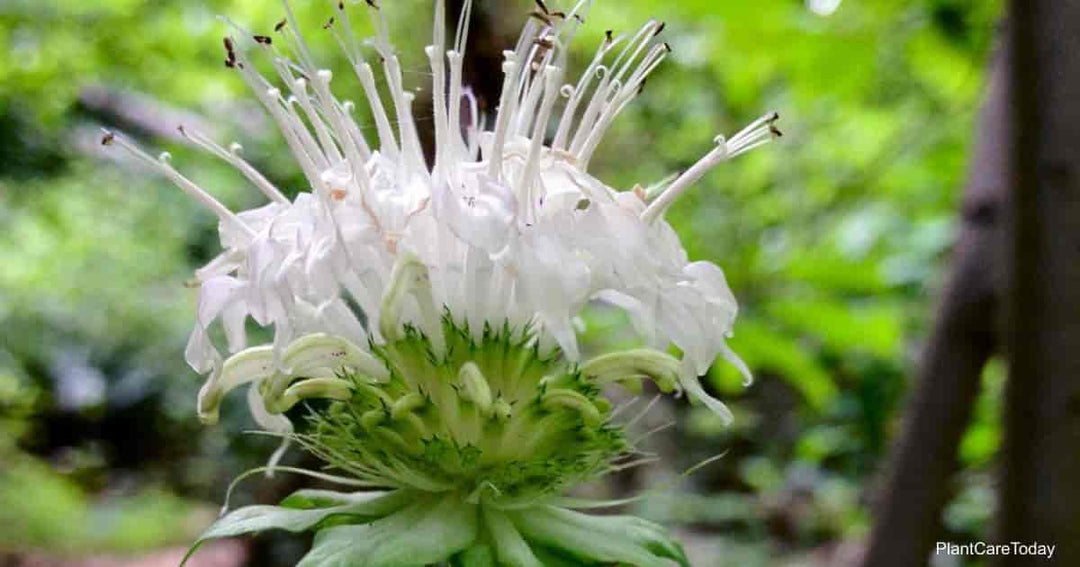 Riesen-Monarda-Blumensamen weiß zum Anbau – Erbstück, gentechnikfrei, keimstarke Bio-Gartensamen zum Pflanzen