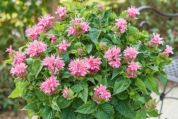 Giant Monarda Flower Seeds Pink – Heirloom, Non-GMO, High Germination Seeds
