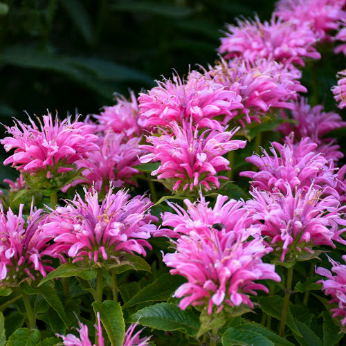 Giant Monarda Flower Seeds Pink – Heirloom, Non-GMO, High Germination Seeds