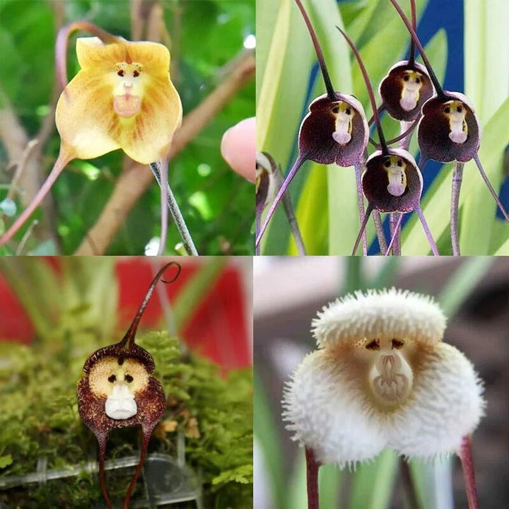 Mixed Monkey Face Orchid Plant Seeds – Heirloom, Non-GMO, High Germination Seeds