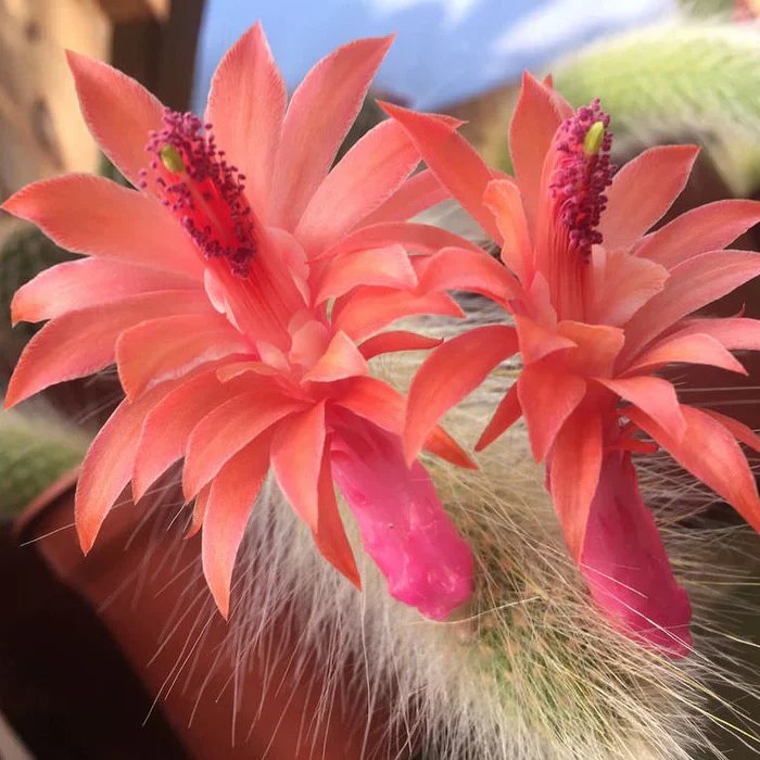 Orange Colademononis Flower Seeds – Heirloom, Non-GMO, High Germination Seeds