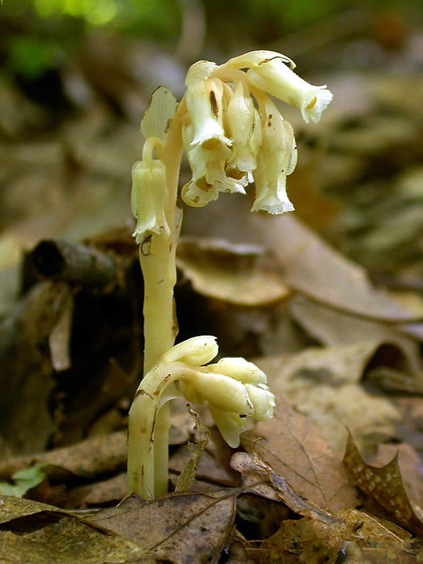 Yellow Monotropa Uniflora Flower Seeds – Heirloom, Non-GMO, High Germination Seeds
