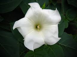 moonflowerheirloomnongmohighgerminationorganicgarden flower seeds
