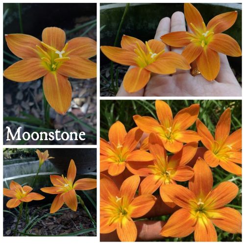 rainlilymoonstoneheirloomnongmohighgerminationorganicgarden flower seeds