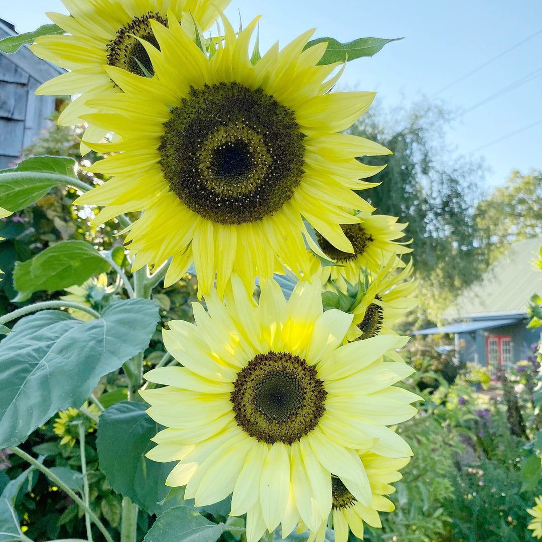 moonwalker sunflower flower seeds