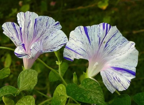 morningglorybluetigeropenpollinatedheirloomnongmohighgerminationorganicgarden flower seeds