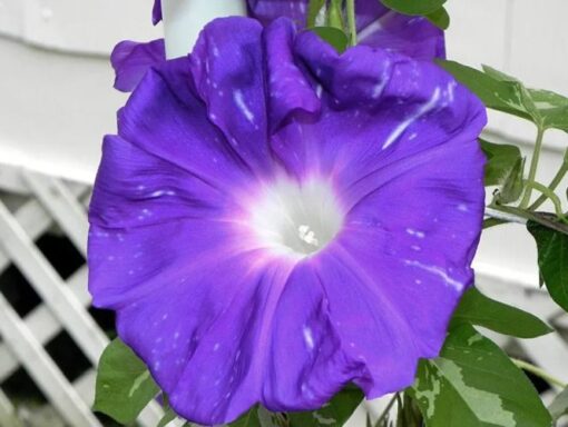 morningglorygalaxybeachopenpollinatedheirloomnongmohighgerminationorganicgarden flower seeds