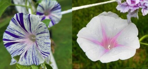 morningglorybluehigevioletstripheirloomnongmohighgerminationorganicgarden flower seeds