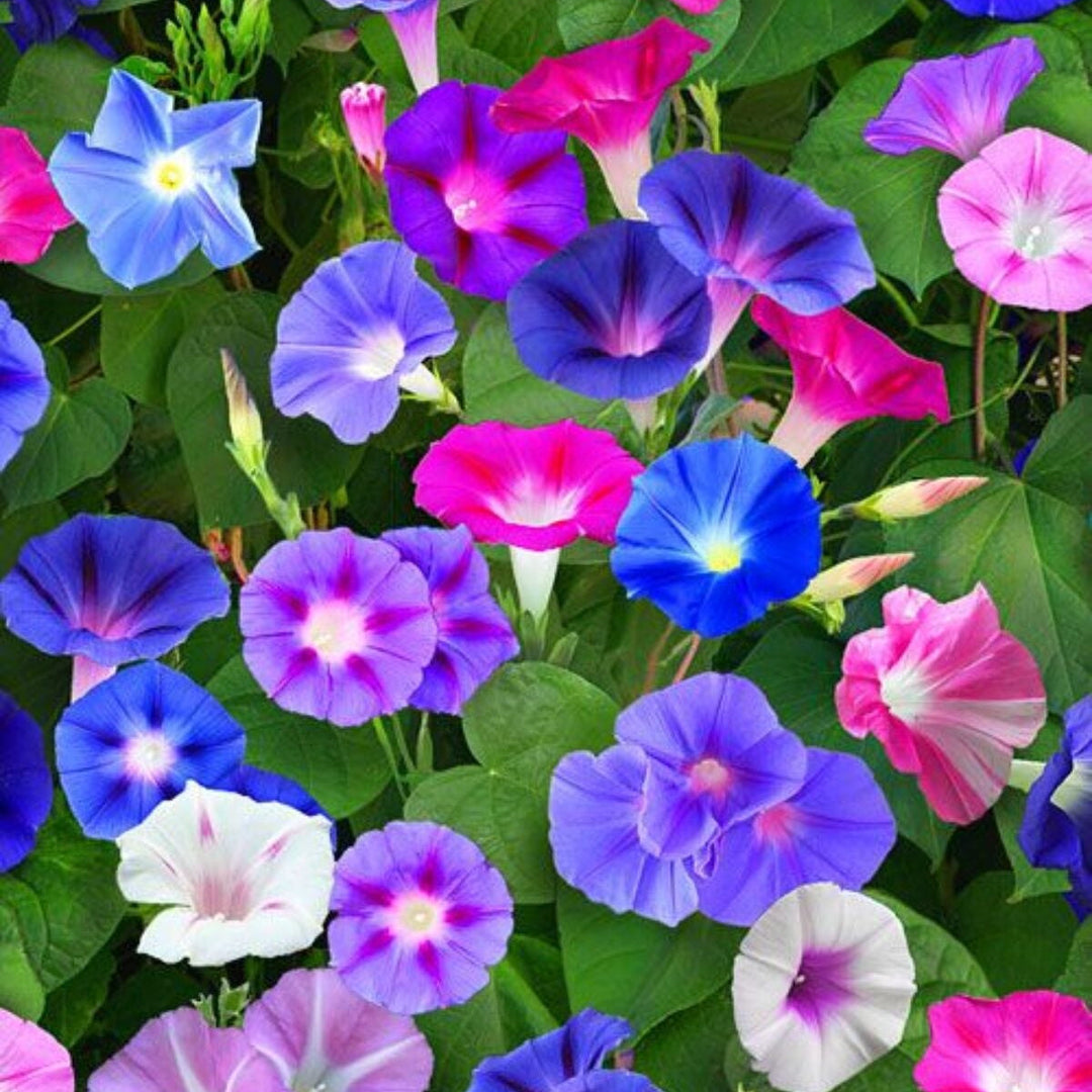 purple blue flower seeds