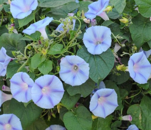morningglorybluestarflowerheirloomnongmohighgerminationorganicgarden flower seeds
