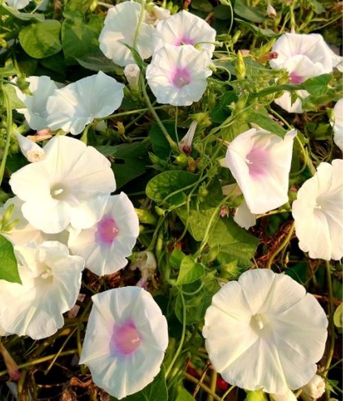 morningglorycapriceheirloomnongmohighgerminationorganicgarden flower seeds