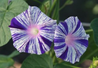 morningglorycdvbluevineopenpollinatedheirloomnongmohighgerminationorganicgarden flower seeds