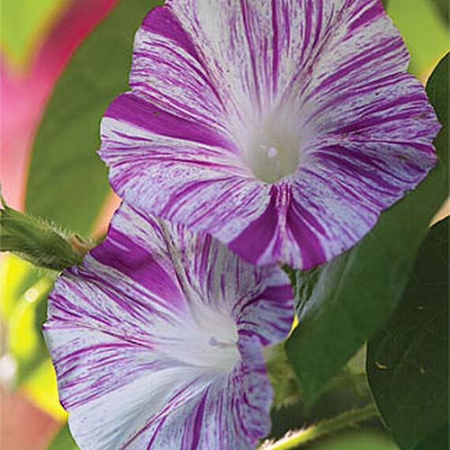 morningglorycdvpinkvineopenpollinatedheirloomnongmohighgerminationorganicgarden flower seeds