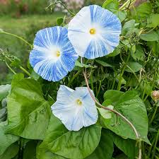 morninggloryflyingsaucerflowerimportedheirloomnongmohighgerminationorganicgarden flower seeds